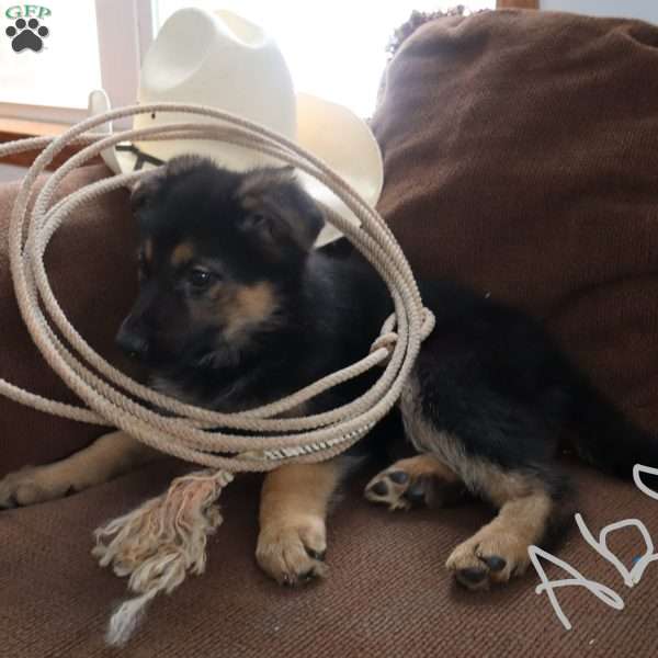 Able, German Shepherd Puppy