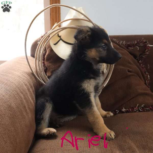 Ariel, German Shepherd Puppy