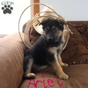 Ariel, German Shepherd Puppy