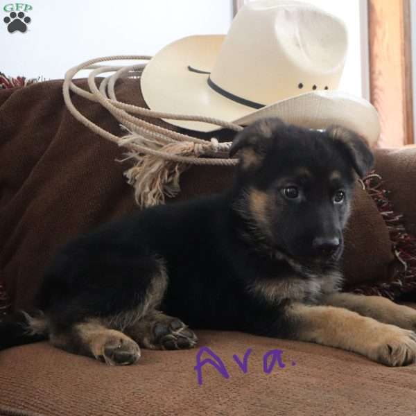 Ava, German Shepherd Puppy