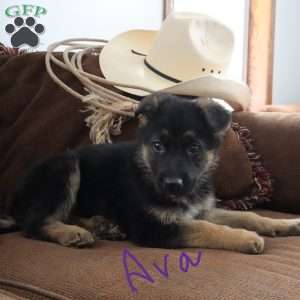 Ava, German Shepherd Puppy