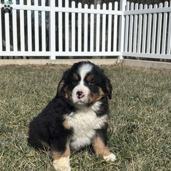 Jax, Bernese Mountain Dog Puppy