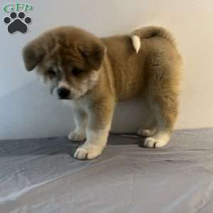 Spot, Akita Puppy