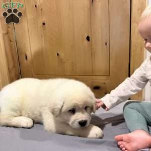 Potato, Akita Puppy