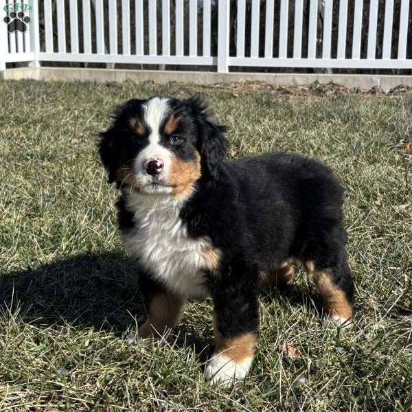 Simba, Bernese Mountain Dog Puppy