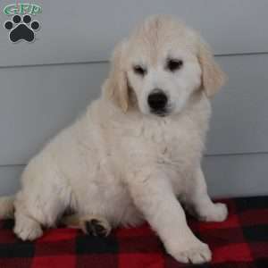 Merry, English Cream Golden Retriever Puppy