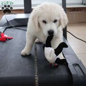 Merry, English Cream Golden Retriever Puppy