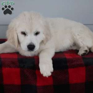 Merry, English Cream Golden Retriever Puppy