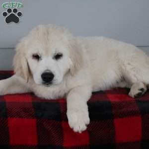 Merry, English Cream Golden Retriever Puppy