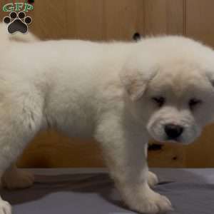 Potato, Akita Puppy