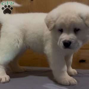 Potato, Akita Puppy