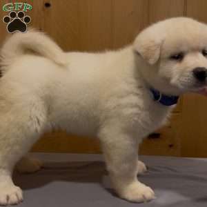 Potato, Akita Puppy