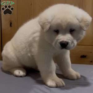 Potato, Akita Puppy