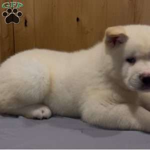 Cuddles, Akita Puppy