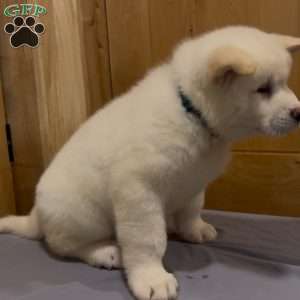 Cuddles, Akita Puppy