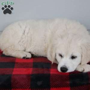 Merry, English Cream Golden Retriever Puppy