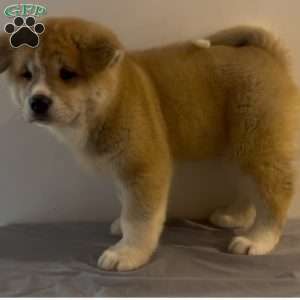 Spot, Akita Puppy