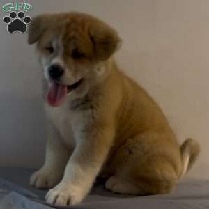 Spot, Akita Puppy