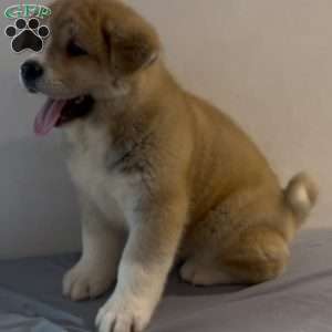 Spot, Akita Puppy