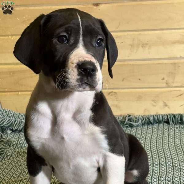 Jessie, Great Dane Puppy