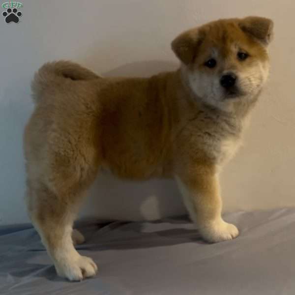 Hyla, Akita Puppy