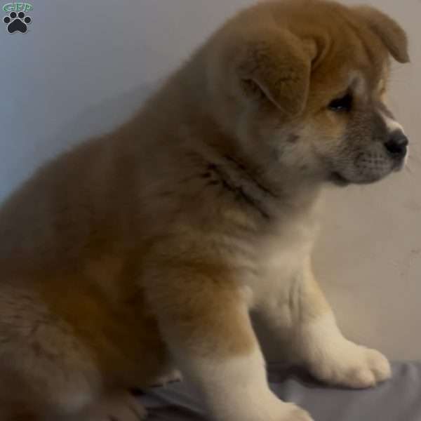 Punkin, Akita Puppy