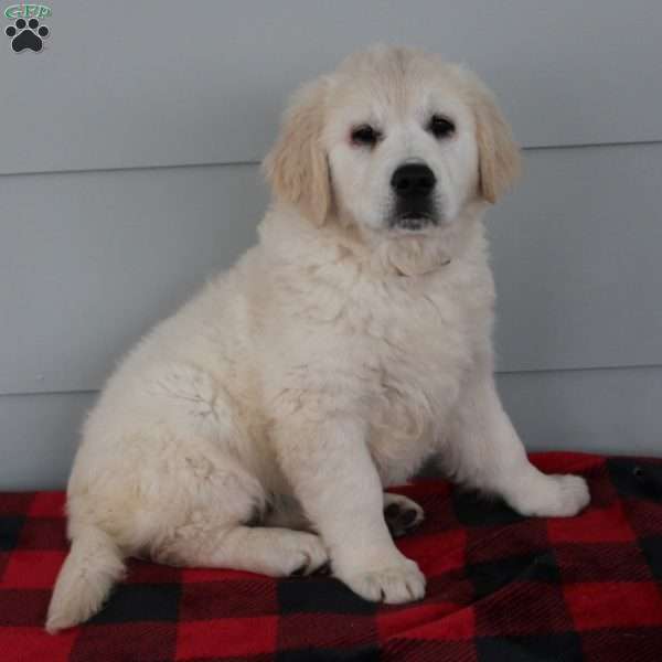 Merry, English Cream Golden Retriever Puppy