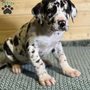 Joy, Great Dane Puppy