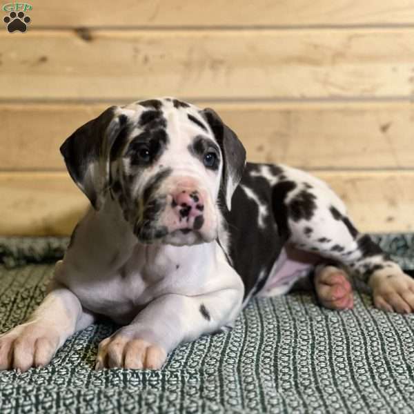 Jellybean, Great Dane Puppy