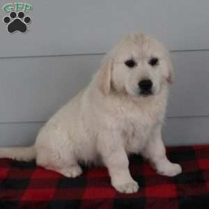Mindy, English Cream Golden Retriever Puppy