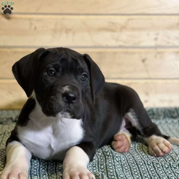 Jake, Great Dane Puppy