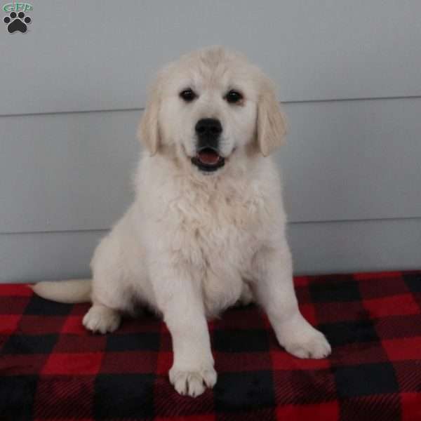 Mindy, English Cream Golden Retriever Puppy