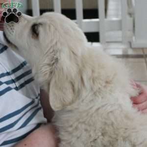 Mindy, English Cream Golden Retriever Puppy