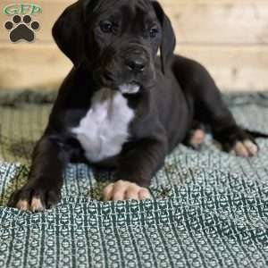 Jasper, Great Dane Puppy