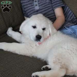 Mindy, English Cream Golden Retriever Puppy