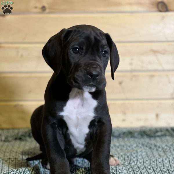 Jasper, Great Dane Puppy