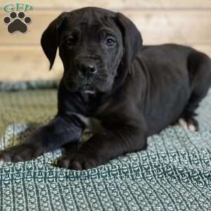 Jagger, Great Dane Puppy