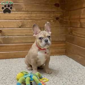 Colter, French Bulldog Puppy