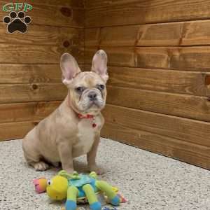 Colter, French Bulldog Puppy