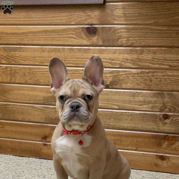 Colter, French Bulldog Puppy