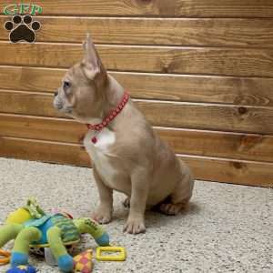 Colter, French Bulldog Puppy