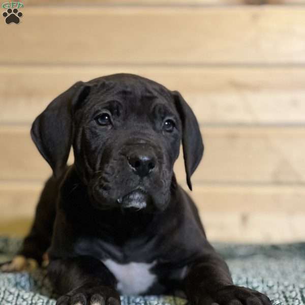 Jagger, Great Dane Puppy