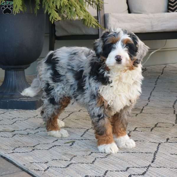 Major, Bernedoodle Puppy