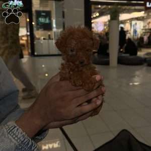 Kash, Toy Poodle Puppy