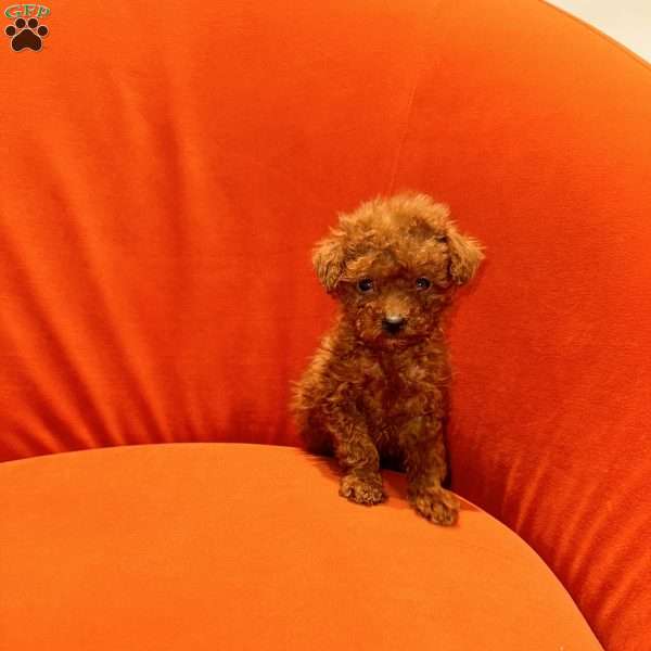 Kash, Toy Poodle Puppy