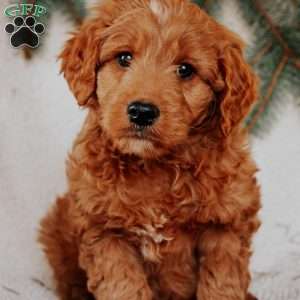 Keith, Goldendoodle Puppy