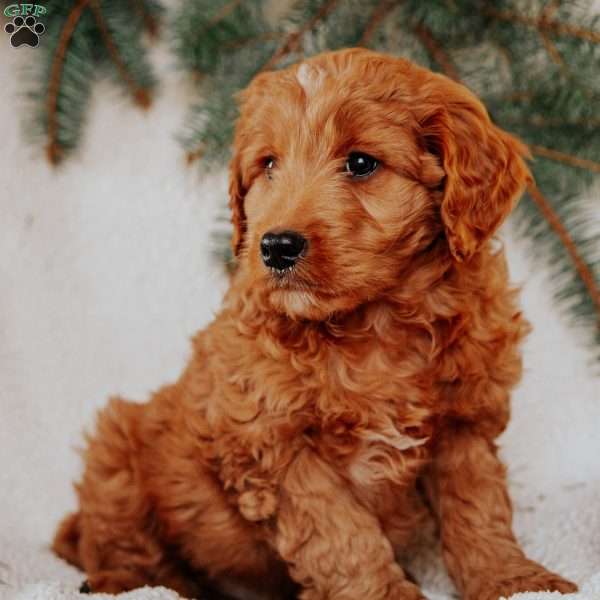 Keith, Goldendoodle Puppy