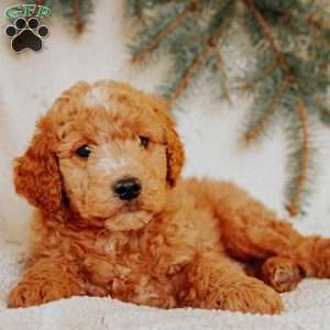 Kendal, Goldendoodle Puppy