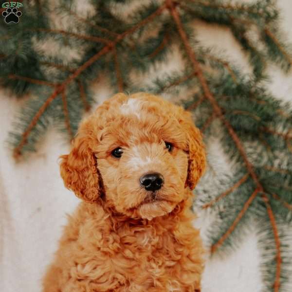 Kendal, Goldendoodle Puppy