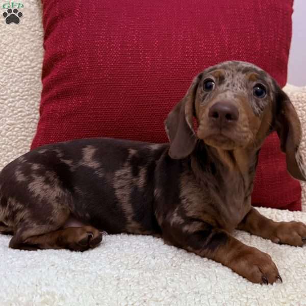 Tuck, Dachshund Puppy